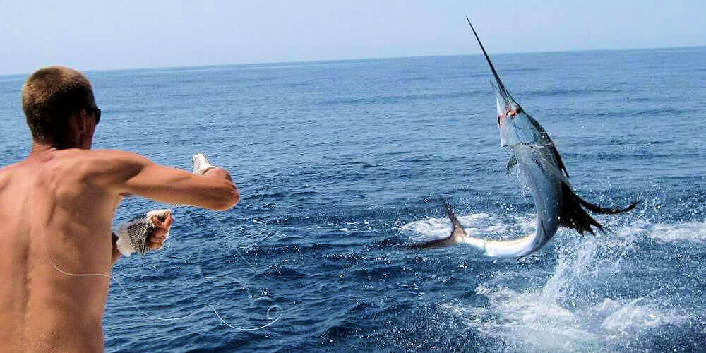 Offshore Cape Hatteras, NC beautiful lit up jumping Atlantic Sailfish.