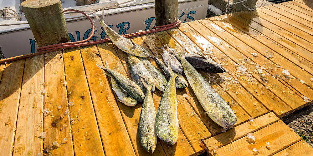 Visit Teach's Lair every day to see our mahi and tuna catch being unload on to dock in Hatteras, NC.