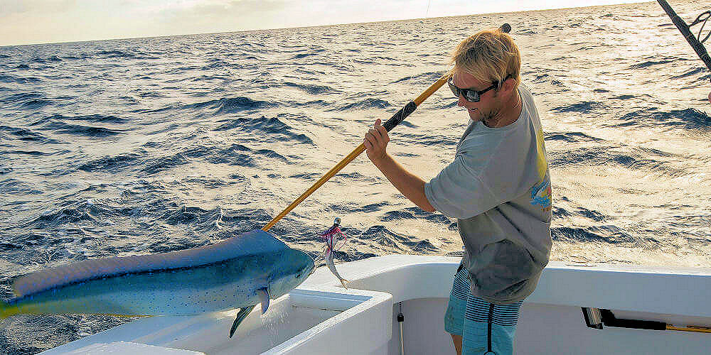 Visit Teach's Lair every day to see our mahi and tuna catch being unload on to dock in Hatteras, NC.