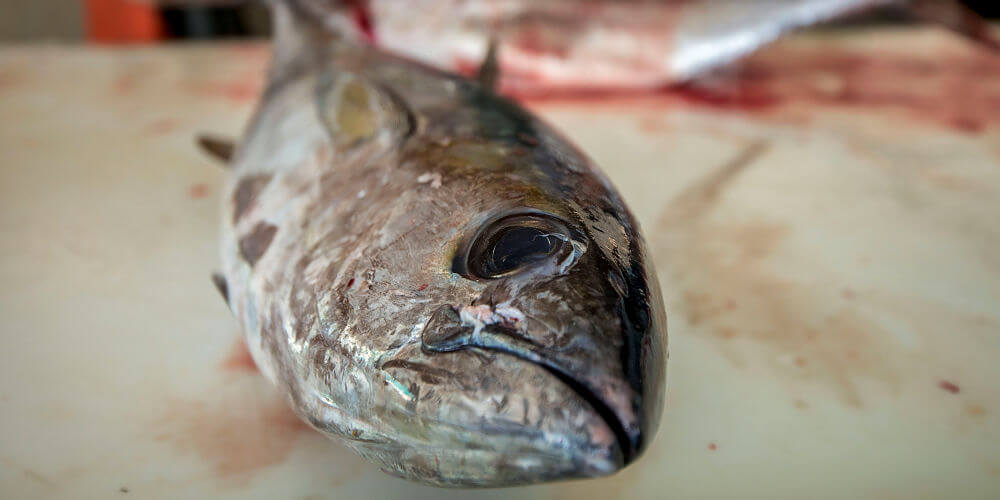 Evening picture of Longer Days rods and reel selections on our way to the boat slip at Teach's Lair Marina Hatteras NC. 